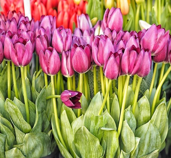 tulipes marché au fleurs cours saleya min