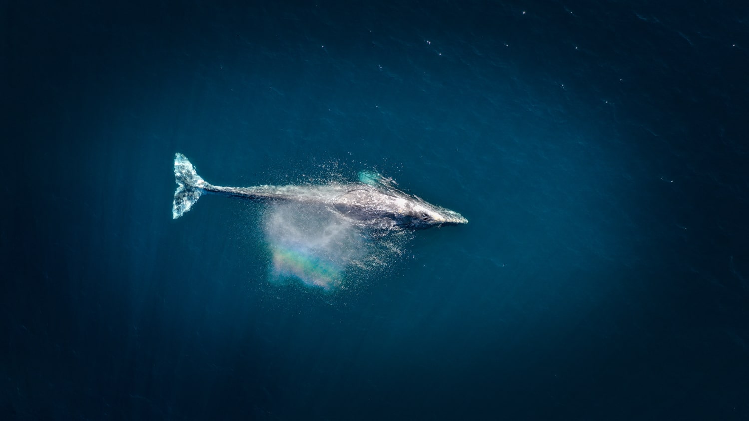 Le Sommet des Nations Unies sur l’Océan à Nice : Un Tournant pour la Protection Marine en Méditerranée